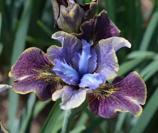 1 Black Joker Siberian Iris Bare Root Perennial Rhizome Striking Velvety Blooms Rooted Plant