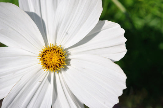 210 Cosmos White Psycho Annual Flower Seeds | www.seedsplantworld.com