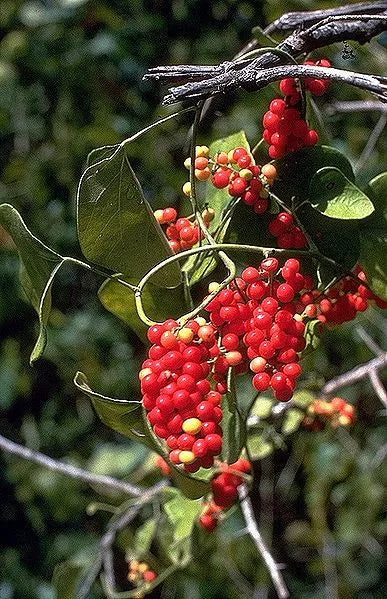 10 Carolina Moonseed Snailseed / Coralbeads Flower Vine Cocculus Carolinus Seeds | www.seedsplantworld.com