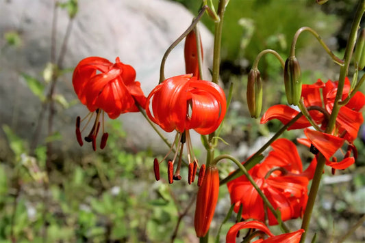 10 Coral Lily Siberian Turk'S Cap Lilium Pumilum Coral Red Fragrant Flower Seeds | www.seedsplantworld.com