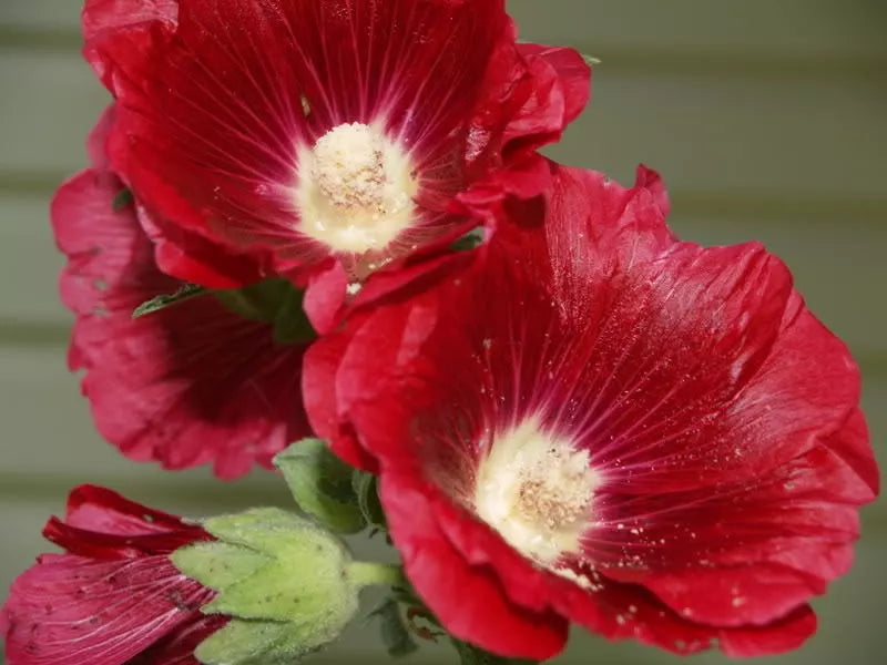 25 Dark Red Hollyhock Alcea Rosea Flower Seeds | www.seedsplantworld.com