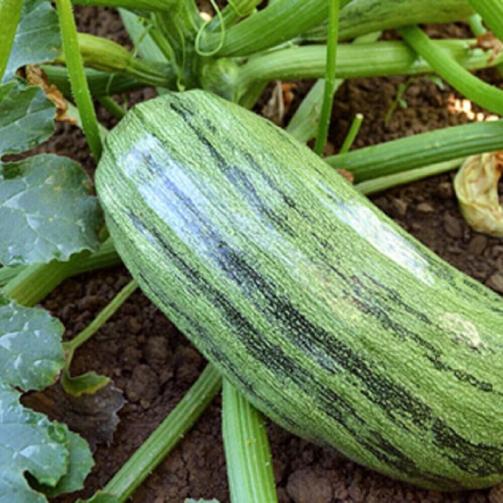 80 Italian Genovese Squash NON-GMO Heirloom Fruit Seeds | www.seedsplantworld.com