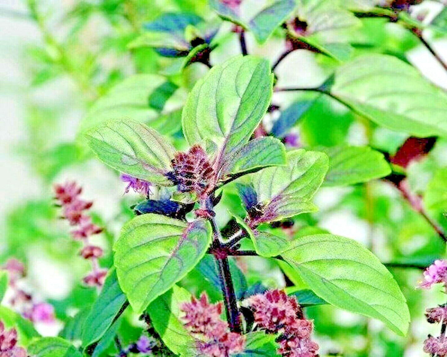 600 Cinnamon Basil Spring Herb Perennial Heirloom Insect Bug Repellent Flower Seeds | www.seedsplantworld.com