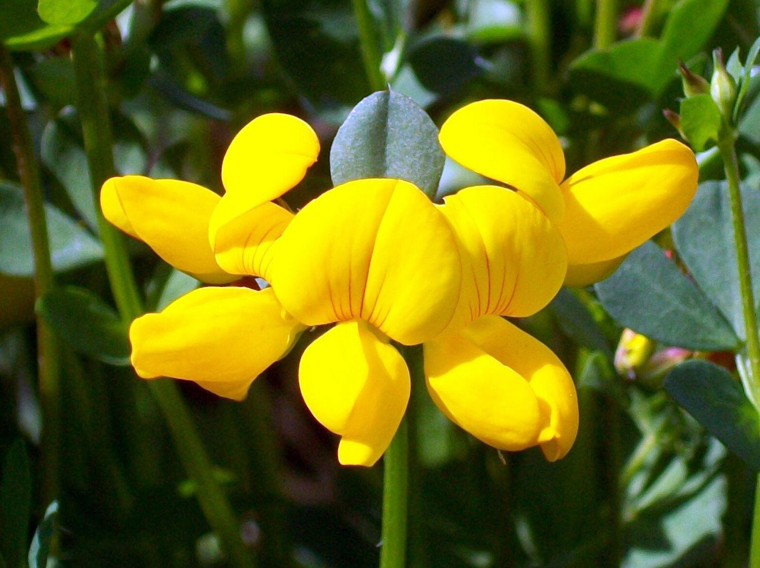 2500 Bird's Foot Trefoil Perennial Yellow Flower Seeds | www.seedsplantworld.com