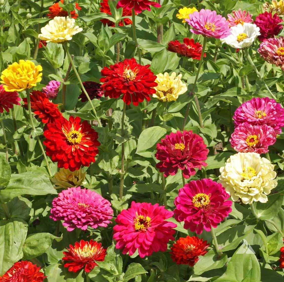 100+ State Fair Zinnia Elegans Annual Mixed Flower Seeds | www.seedsplantworld.com