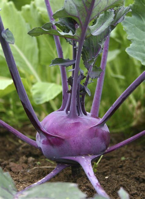 500+ Kohlrabi Purple Vienna Heirloom NON-GMO Vegetable Seeds | www.seedsplantworld.com