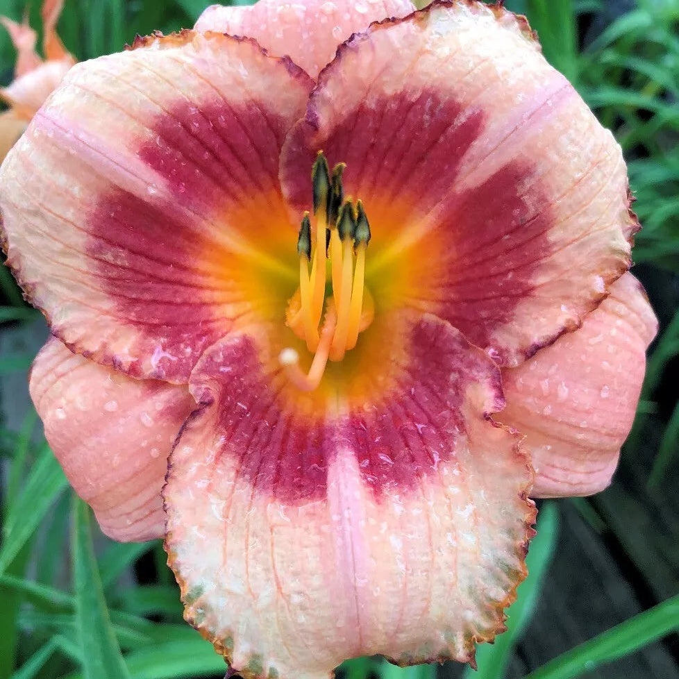 2 Daylily Strawberry Candy Reblooming Perennial Flower Bulb Bareroot Plants