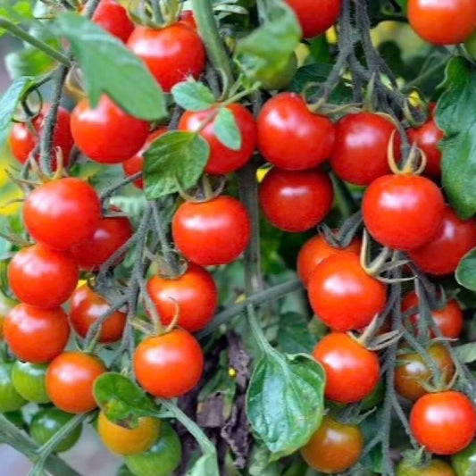 100 Tomato Seeds Small Red Cherry Vegetable Seeds | www.seedsplantworld.com