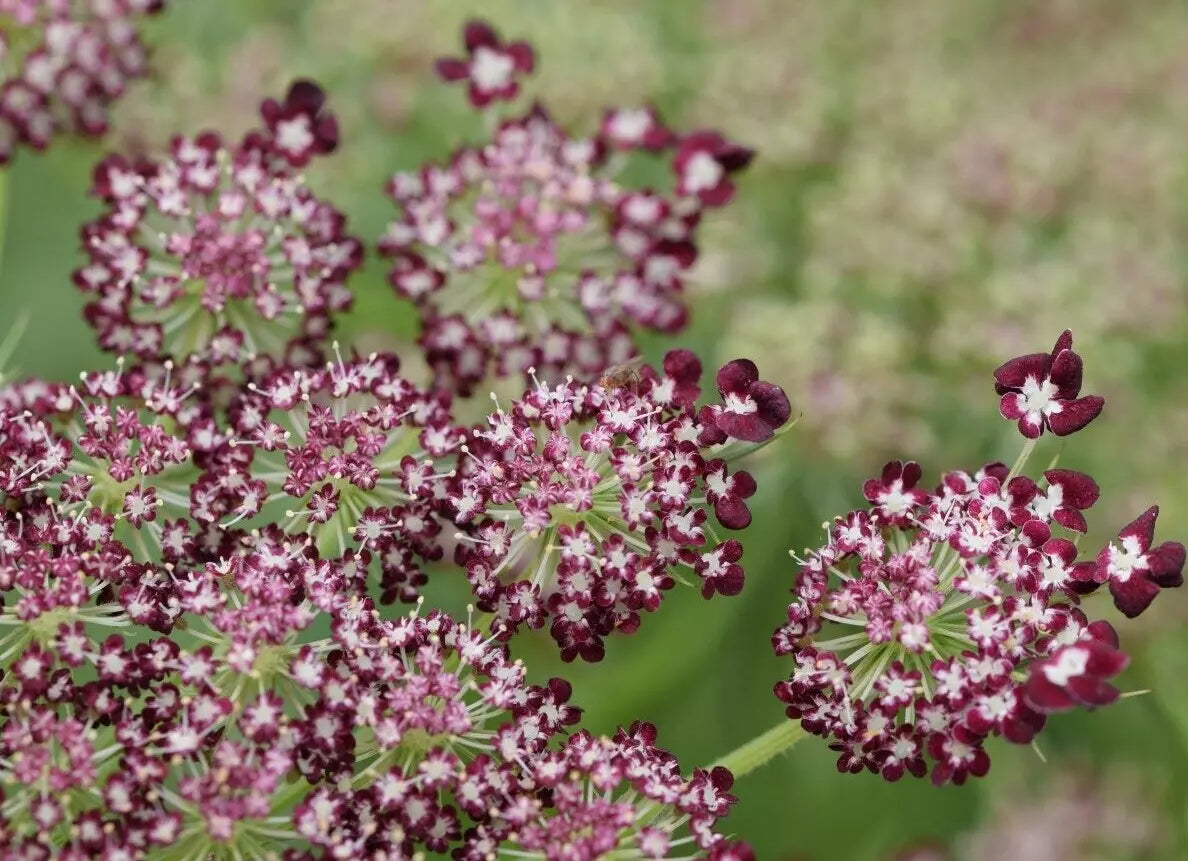 Purple And Pink Queen Anns Lace 100 Seeds