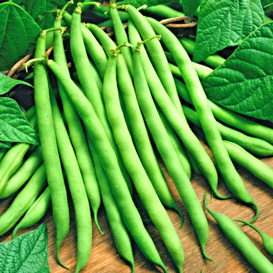 150 Blue Lake Bush Green Bean Vegetable Seeds | www.seedsplantworld.com