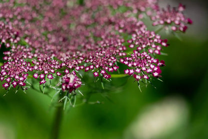 Purple And Pink Queen Anns Lace 100 Seeds | www.seedsplantworld.com