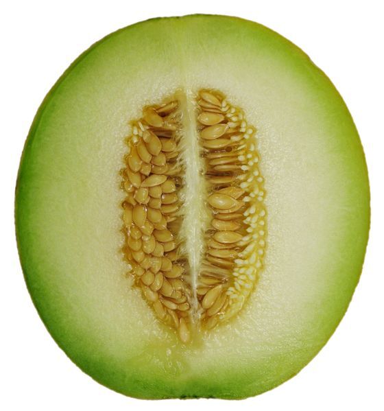 75 Green Flesh Rocky Ford Cantaloupe Muskmelon Cucumis Melo Melon Fruit Seeds | www.seedsplantworld.com