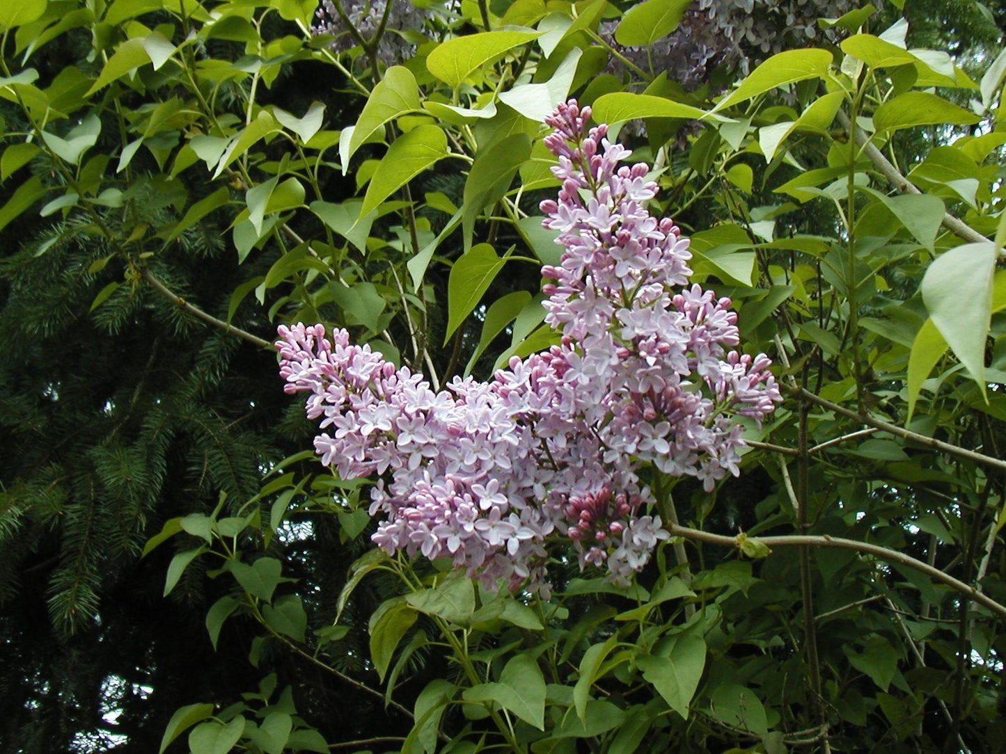 140 Lilac Old Fashion Common Bush Syringa Vulgaris Tree Seeds | www.seedsplantworld.com