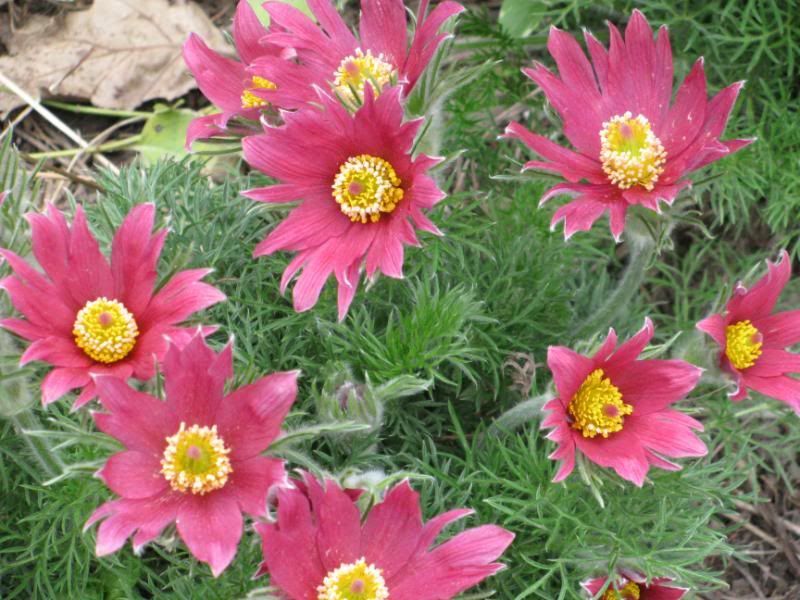 10 Red Anemone Pulsatilla Vulgaris Pasque Flower Seeds | www.seedsplantworld.com