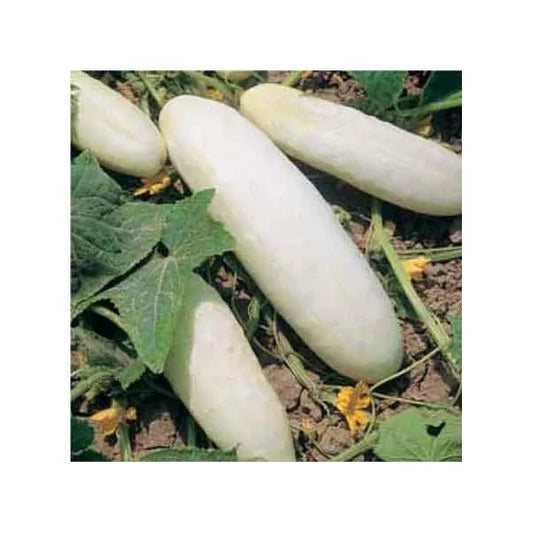 25 Cucumber White Wonder Heirloom Vegetable Seeds | www.seedsplantworld.com