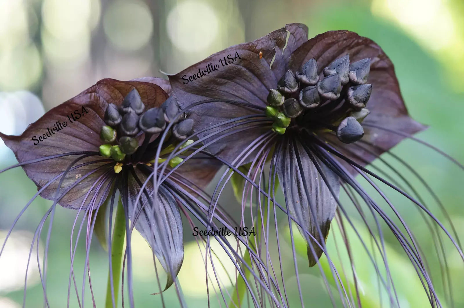 5 Black Bat Flower ( Cats Whiskers Devil Flower ) Tacca Chantrieri Flower Seeds | www.seedsplantworld.com