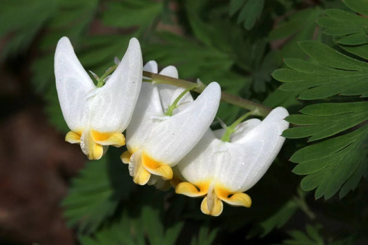 5 Dutchman'S Breeches Bulbs-Root Systems Live Plant