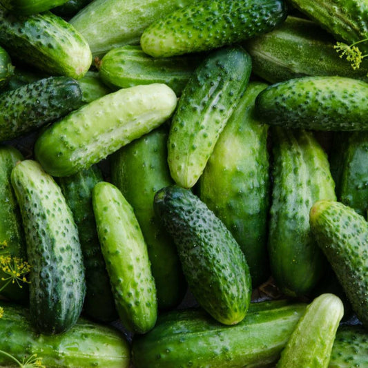 50+ Cucumber Boston Pickling NON-GMO Vegetable Seeds | www.seedsplantworld.com