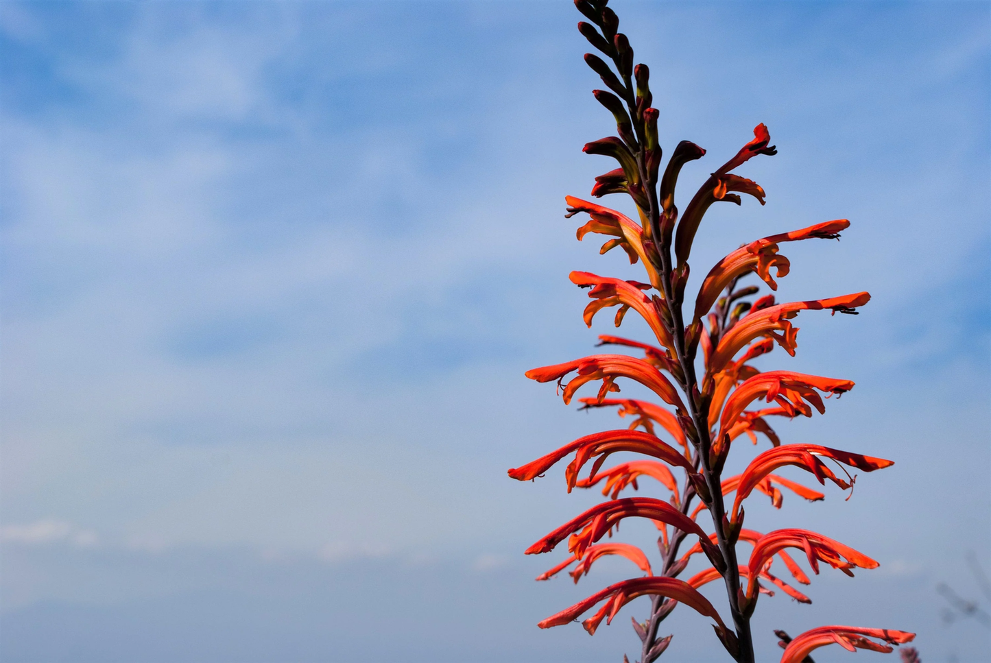 5 African Flag Chasmanthe Floribunda Cornflag Red Orange Hummingbird Flower Seeds | www.seedsplantworld.com