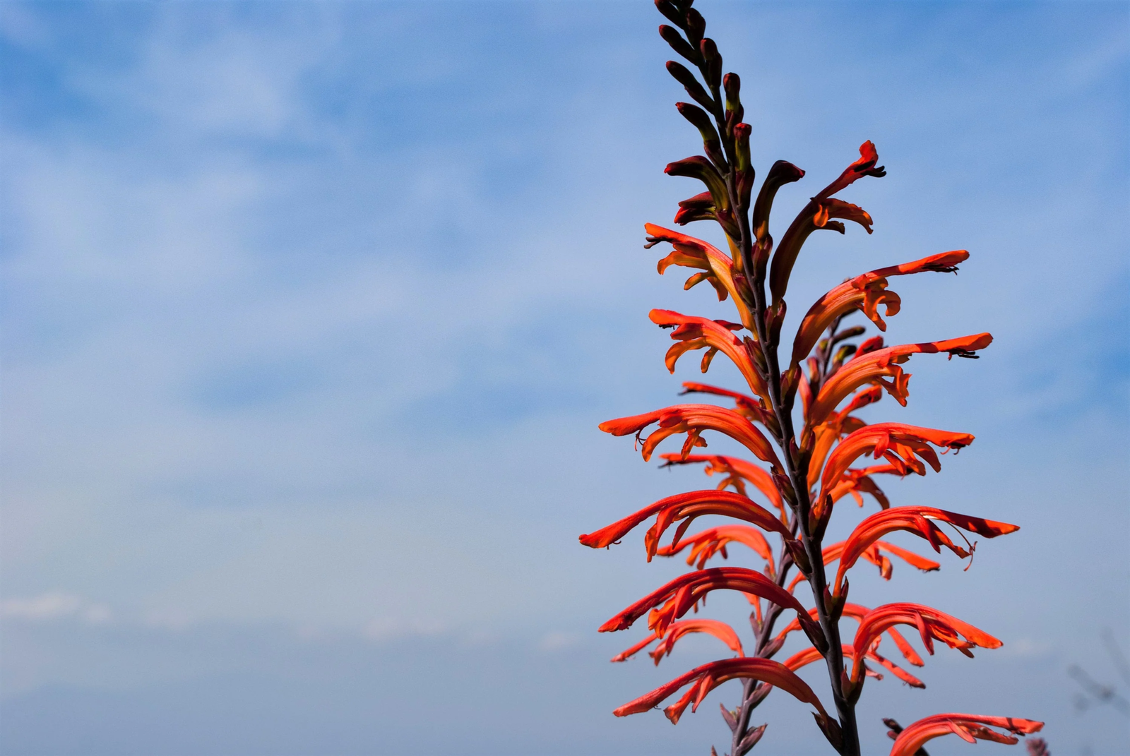 5 African Flag Chasmanthe Floribunda Cornflag Red Orange Hummingbird Flower Seeds | www.seedsplantworld.com