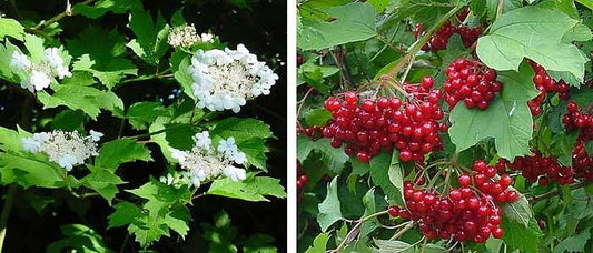 40 Cranberry Highbush Cranberry Viburnum Opulus Fruit Seeds | www.seedsplantworld.com