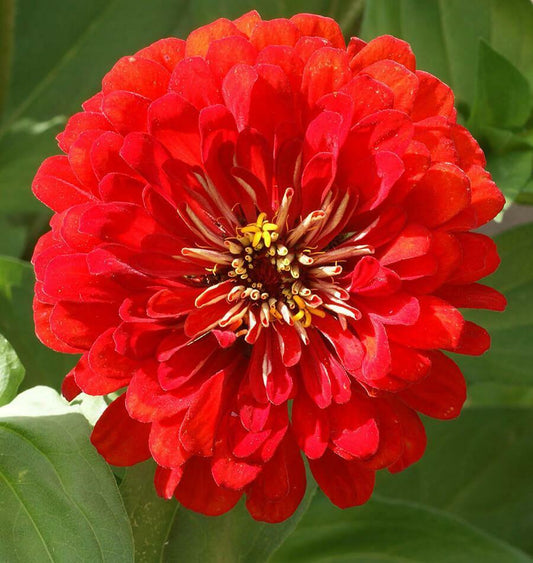 100+ Cherry Queen Zinnia Red Elegans Flower Seeds | www.seedsplantworld.com