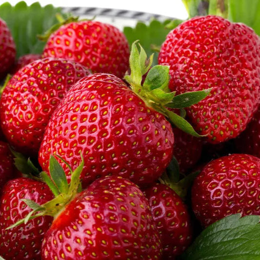 1500 Strawberry Plants Full Cartoons Fruit Plants