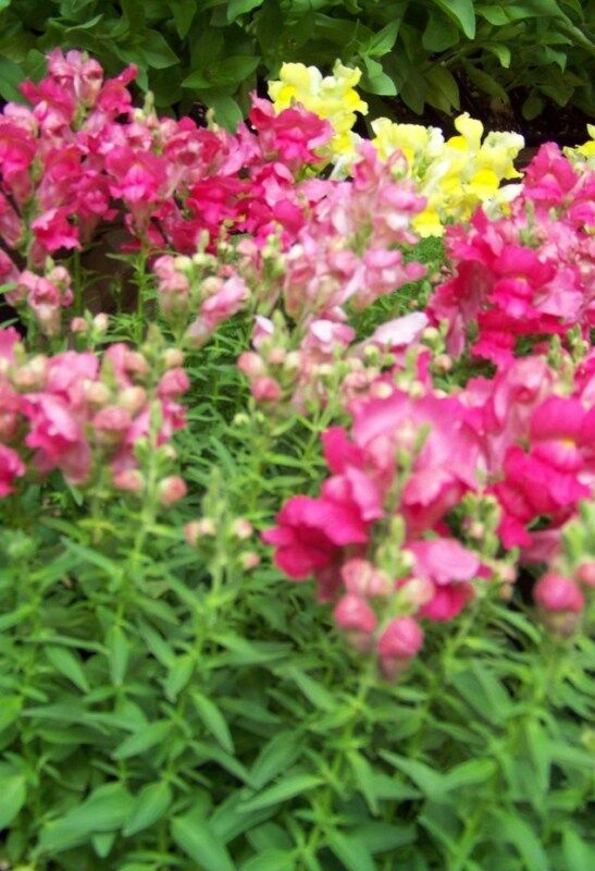 5000 Snapdragon Northern Lights Mix Flower Seeds | www.seedsplantworld.com