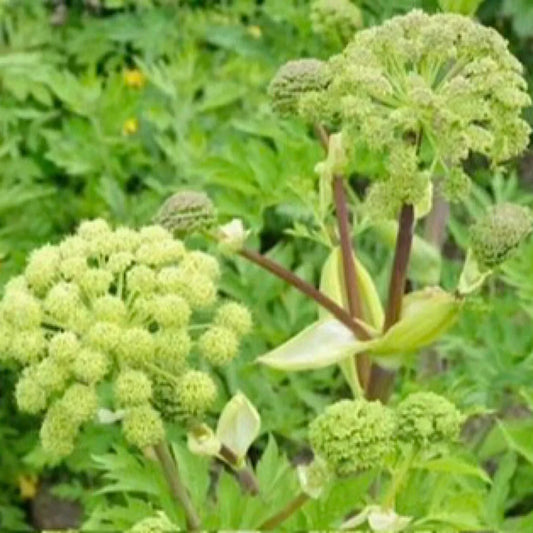 30 Seeds Angelica Holy Ghost Biennial Culinary Licorice Fragrant Non-Gmo Herb Seeds | www.seedsplantworld.com