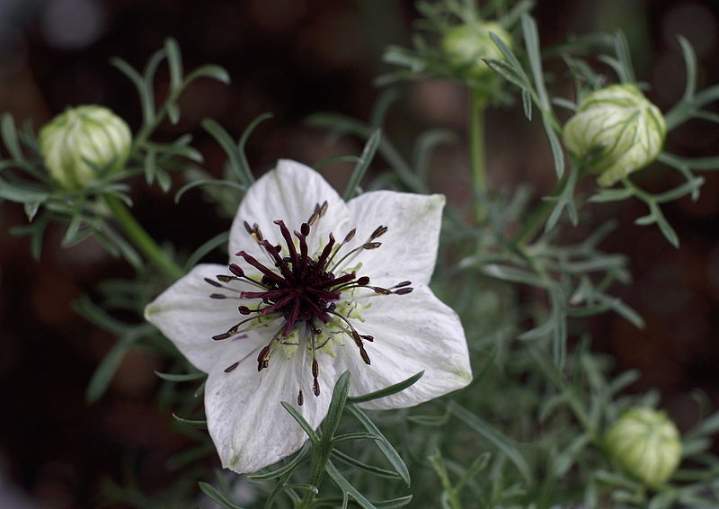 100 Black Cumin Roman Coriander Flower Seeds | www.seedsplantworld.com