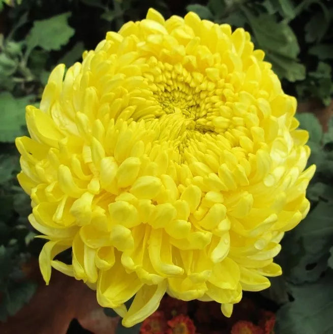 30 Double Yellow Paeony Aster Peony Callistephus Flower Seeds | www.seedsplantworld.com