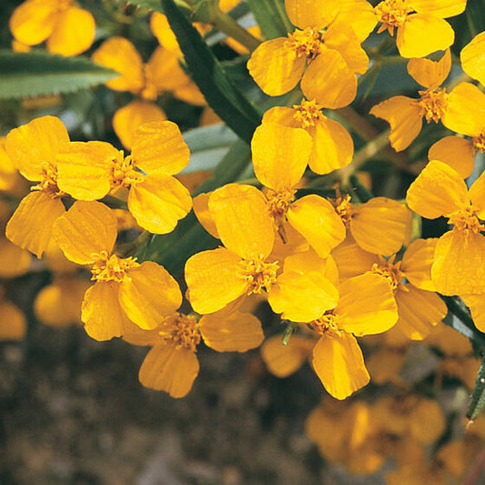 100 Mexican Mint Tagetes lucida Marigold Spanish Tarragon Herb Seeds