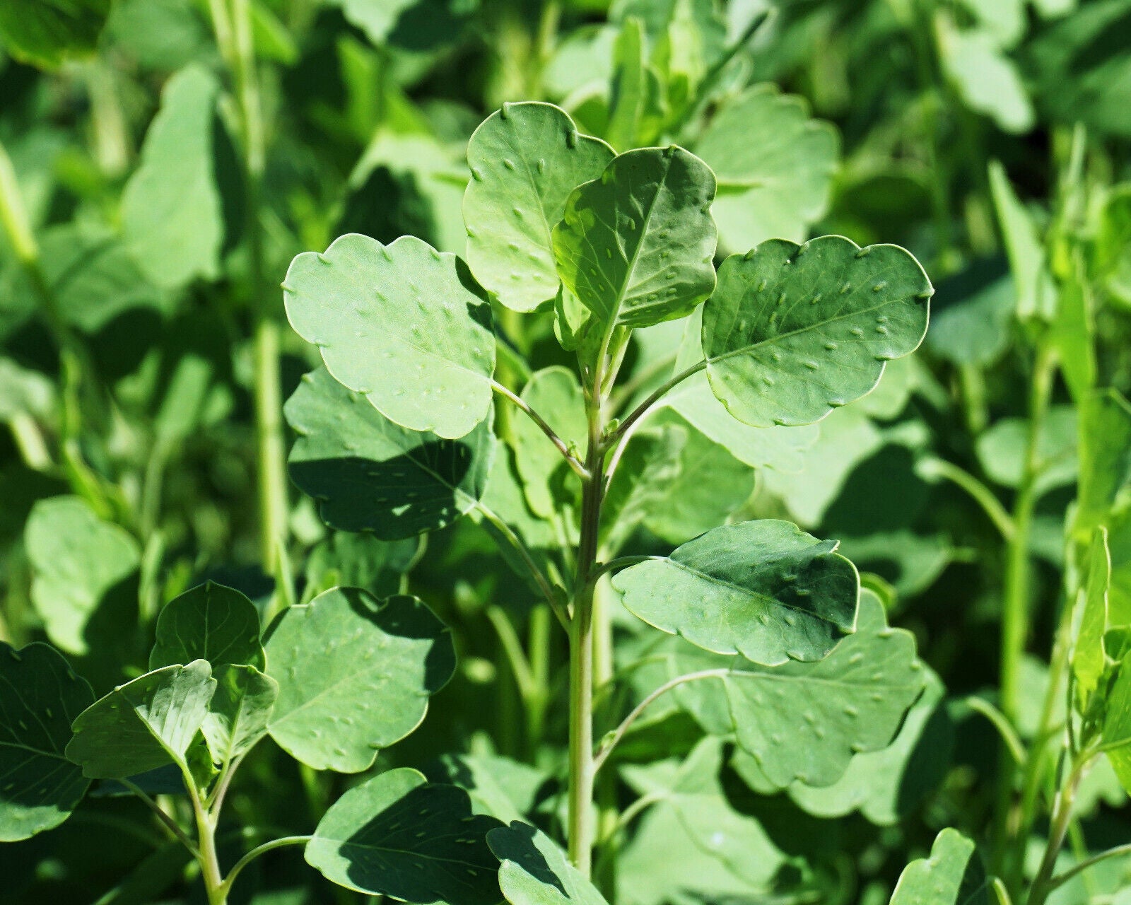 25 Papalo Yerba Porosa, Summer Cilantro, Bolivian Coriander, Porophyllum Seeds | www.seedsplantworld.com