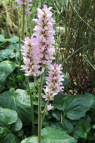 100 Bridal Wreath White & Pink Francoa Appendiculata Flower Seeds | www.seedsplantworld.com