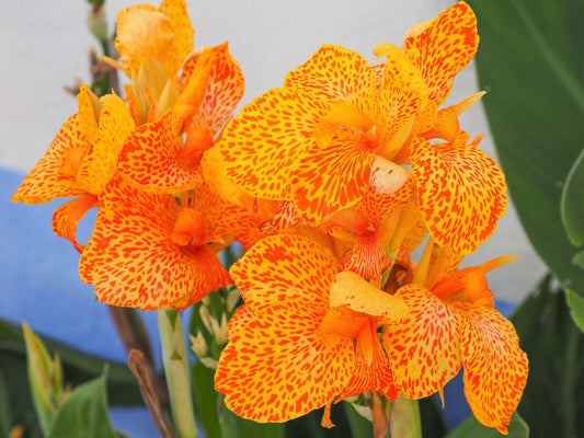 5 Yellow Canna Lily Indian Shot Canna Indica Flower Seeds | www.seedsplantworld.com