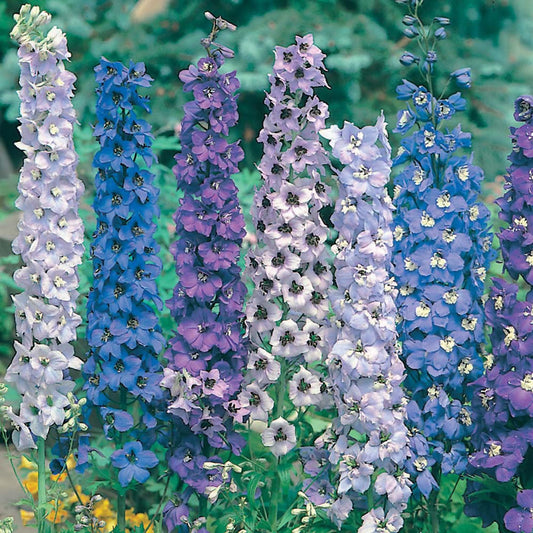 36 Delphinium Pacific Giant Mix Perennial Flower Seeds | www.seedsplantworld.com