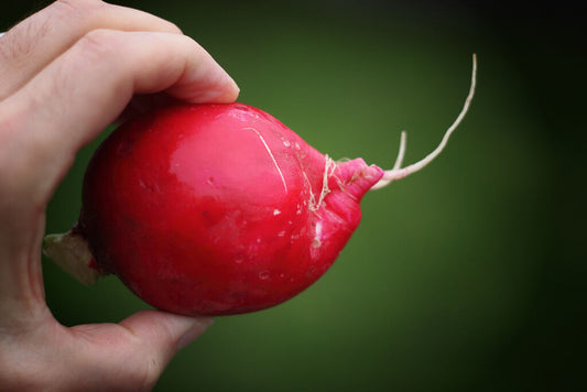 500 Champion Radish Sweet Scarlet Red Raphanus Sativus Root Vegetable Seeds | www.seedsplantworld.com