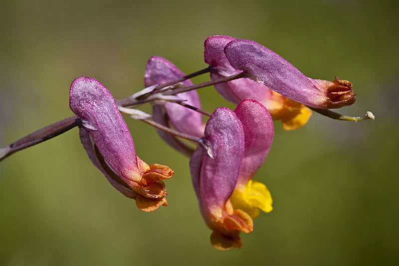 50 Rock Harlequin Pink & Yellow Corydalis Sempervirens Flower Seeds | www.seedsplantworld.com