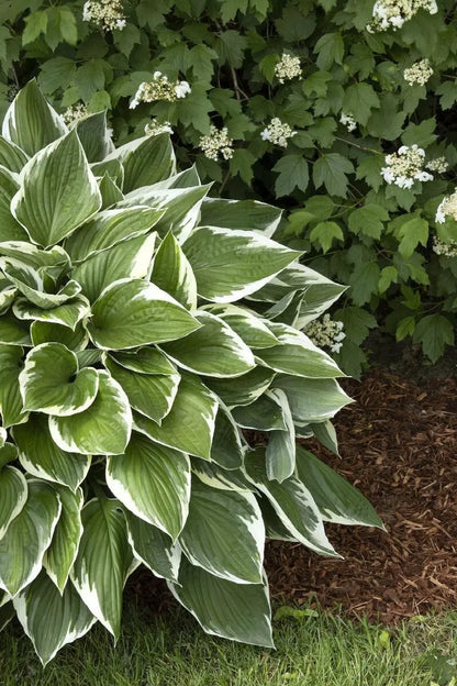 1 Francee Hosta Bare Root Plant Tough And Reliable Perennial Spring Shipping Rooted Plant