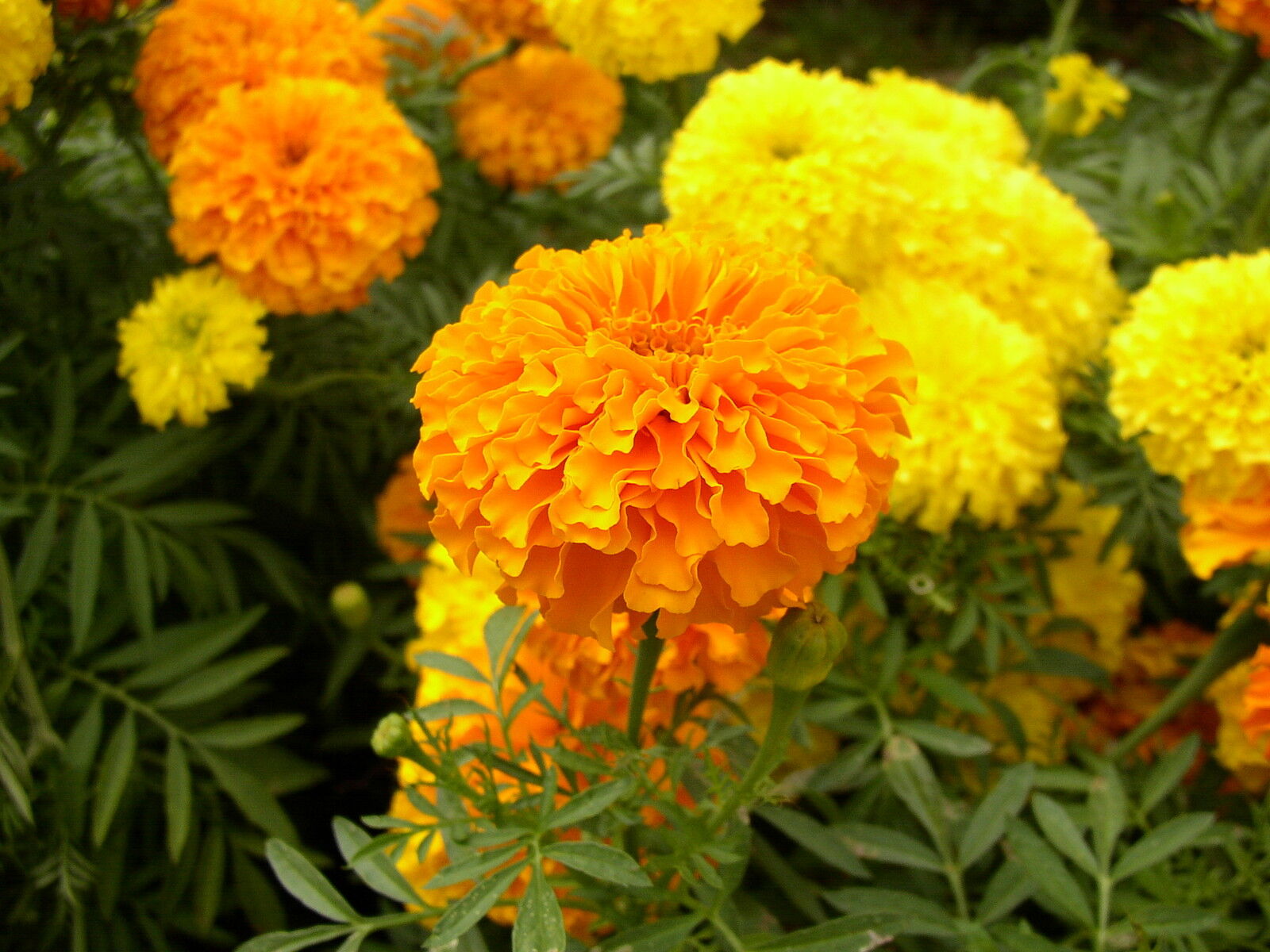 265 Marigold African Cracker Jack Crackerjack Flower Seeds | www.seedsplantworld.com