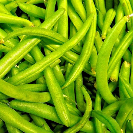 100 Contender Bush Bean NON-GMO Heirloom Vegetable Seeds | www.seedsplantworld.com