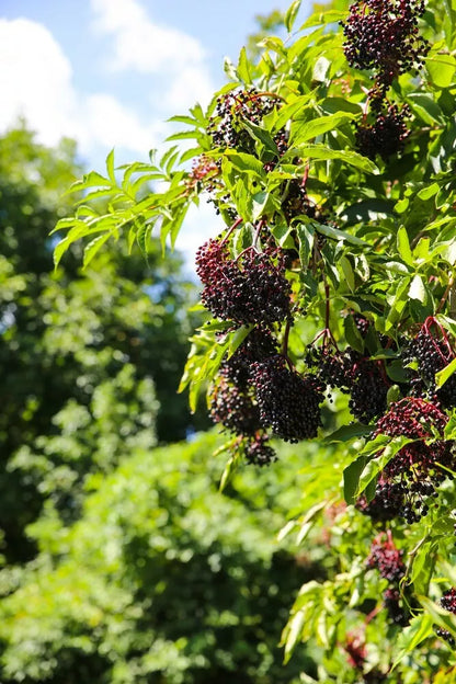 1 Adams Live Elderberry Rooted Plant Healthy Edible Shrub Zones 3-9 Rooted Plant | www.seedsplantworld.com