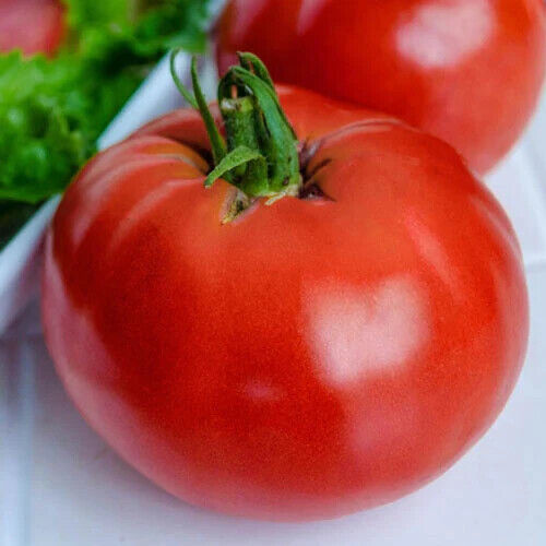 130 Tomato Marglobe Supreme Heirloom Vegetable Seeds | www.seedsplantworld.com