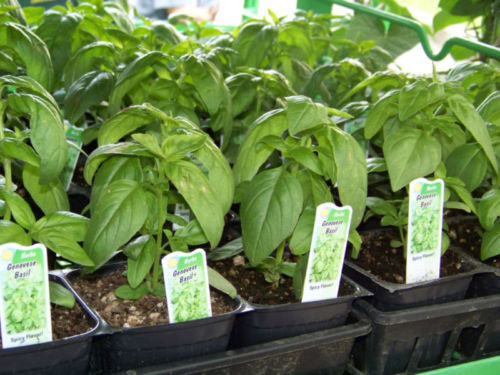 225 Basil Genovese Spice Herb For Pesto Herb Seeds | www.seedsplantworld.com