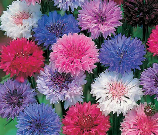 570 Bachelor's Buttons Polka Dot Mix Dwarf Flower Seeds | www.seedsplantworld.com