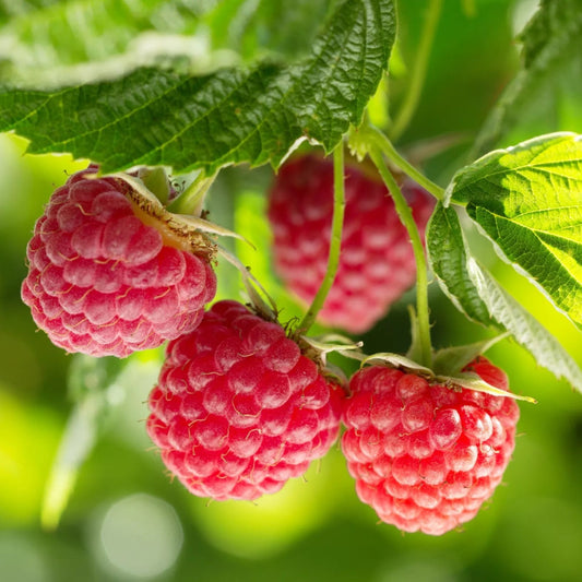 Nova Mid Season Red Raspberry Nearly Thornless Cold Hardy Potted Fruit Plants | www.seedsplantworld.com