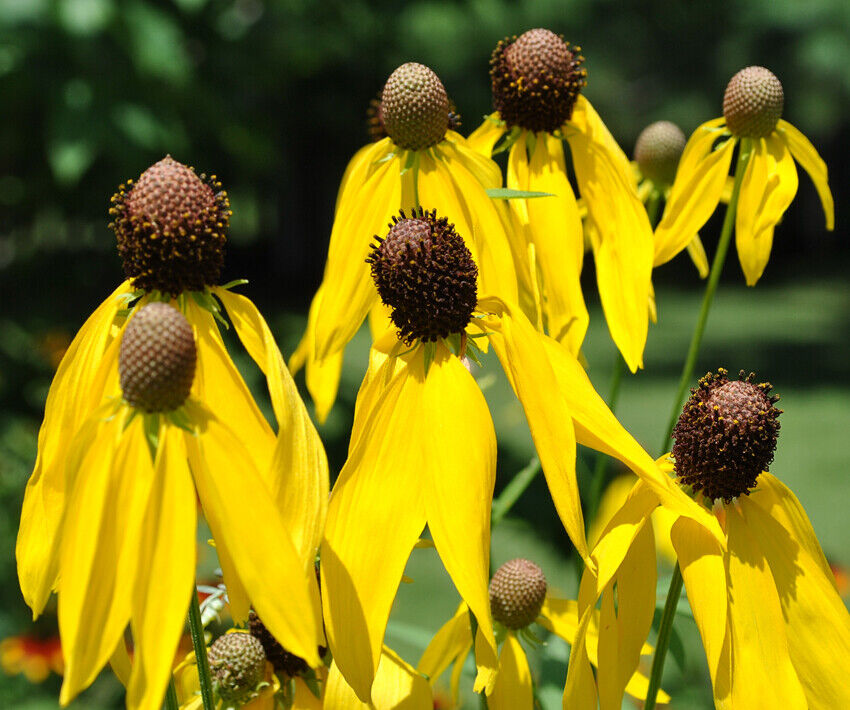 200+ Yellow Prairie Coneflower Ratibida Flower Seeds | www.seedsplantworld.com