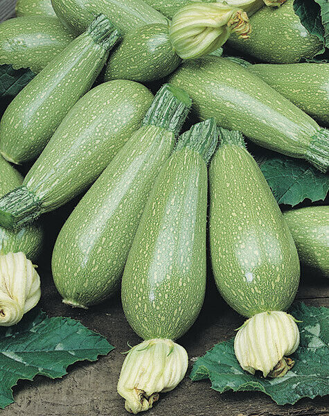 15 Ct Grey Zucchini Summer Squash Gray Squash Vegetable Seeds | www.seedsplantworld.com