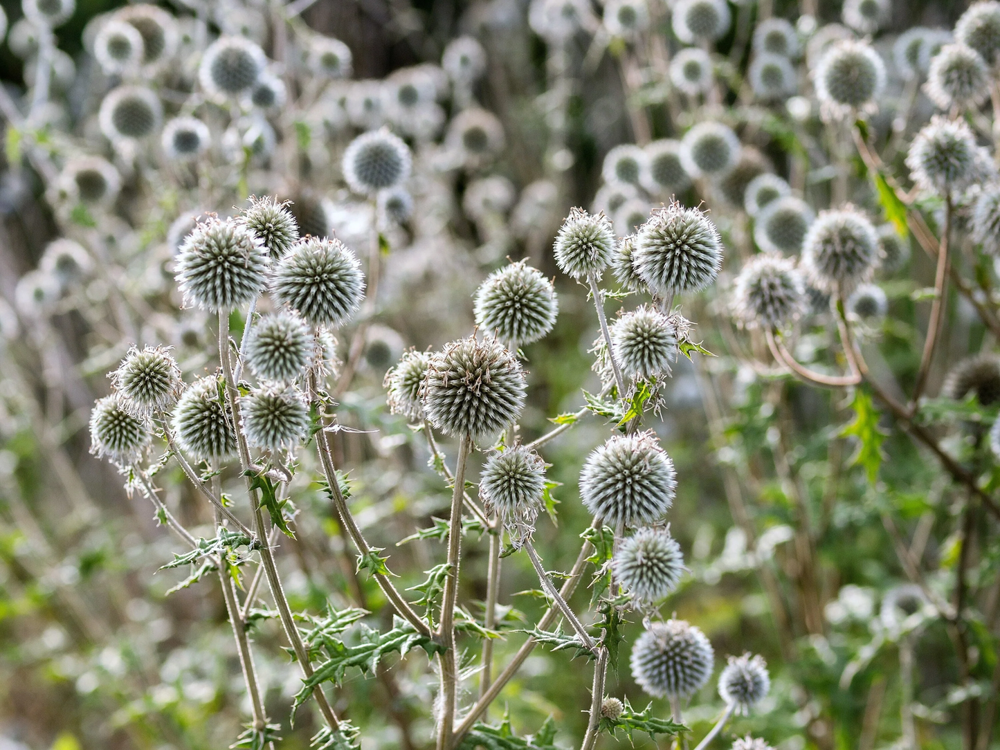 20 Silver Giant Globe Thistle Echinops Sphaerocephalus Silver White Flower Seeds | www.seedsplantworld.com