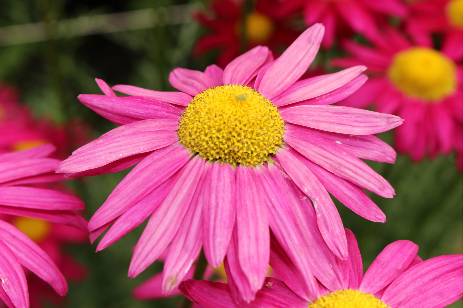 100 Pink Robinsons Daisy Painted Chrysanthemum Coccineum Pyrethrum Flower Seeds | www.seedsplantworld.com